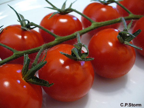 Tomate Cereja Lycopersicon esculentum