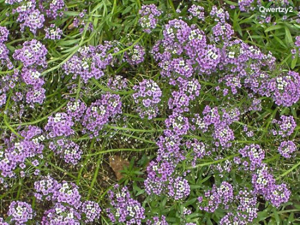Flor-de-mel Violeta (Lobularia maritima)   CARPET VIOLET QUEEN