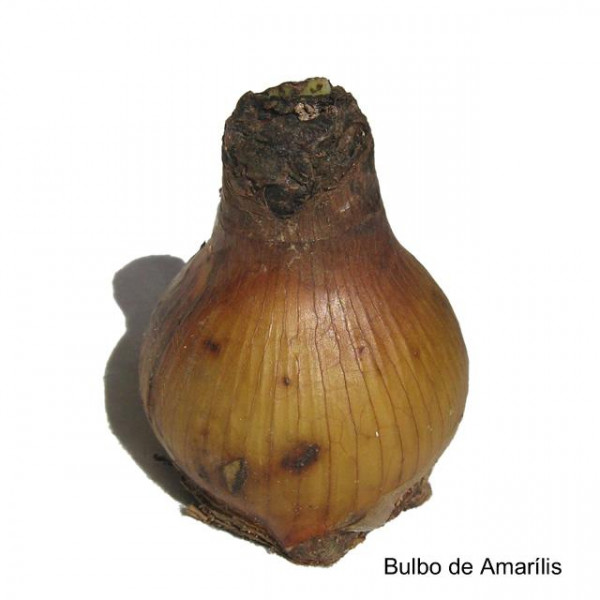 Buldo de Amarilis