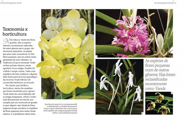 Coleção Rubi - Orquídeas da Natureza: Veja a coleção por dentro