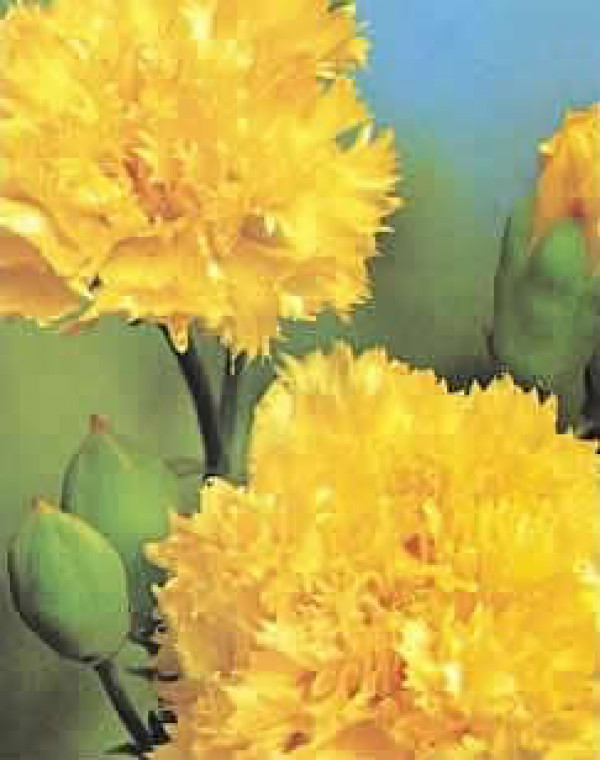 Cravo "Chabaud" Gigante Dobrado Amarelo Dianthus caryophyllus