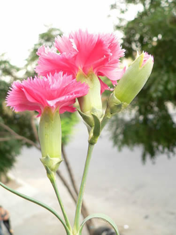 Cravo Rosa  "Chabaud" Gigante Dobrada Dianthus caryophyllus