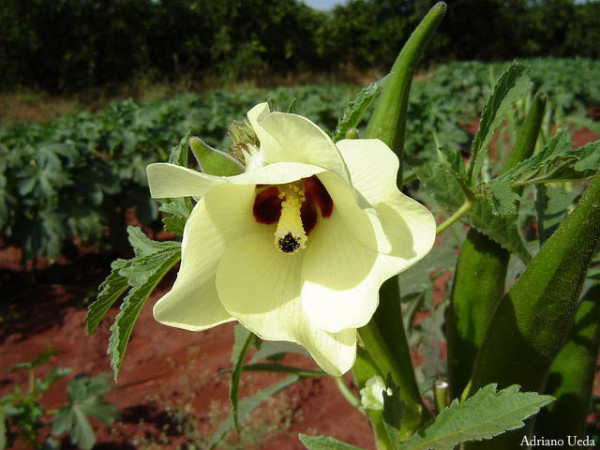 Flor do quiabo