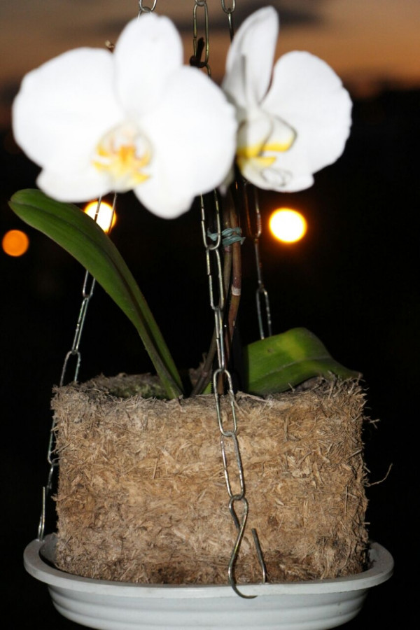 Vaso Xaxim Palmeira - ótimo para plantio de orquídea