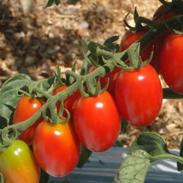 Tomate Dolcetto - Grape - tomatinho Super doce