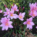 Zephyranthus Robustus (8 bulbos) lilás