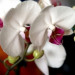 Orquídea - Phalaenopsis